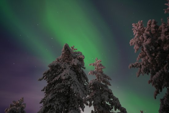 Noorderlicht boven besneeuwde bomen in een winters landschap.