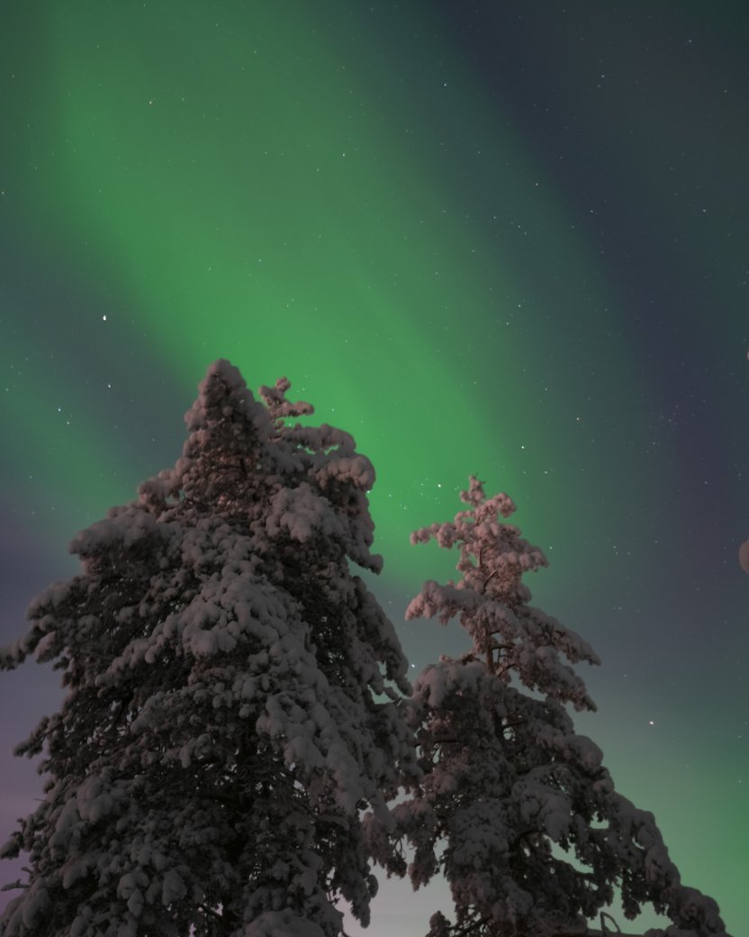 Noorderlicht boven besneeuwde bomen in een winters landschap.