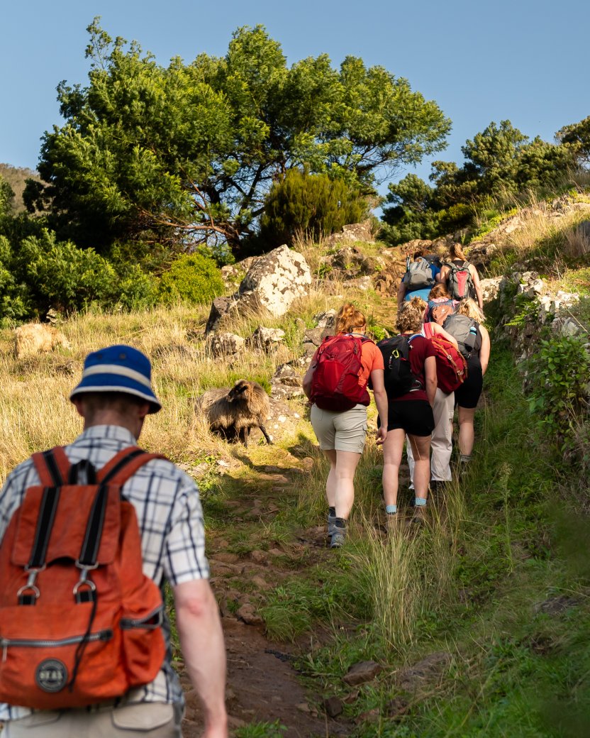 Groep wandelaars loopt via een pad de berg op tussen de schapen en het groen.
