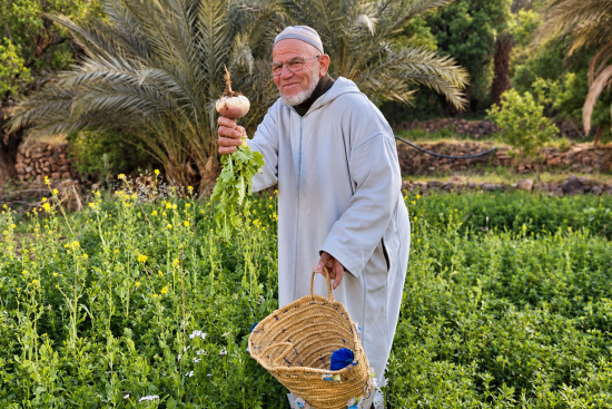 Hassan oogst een knol in de tuinen van de ecolodge.